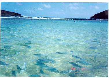 hawaiian fish